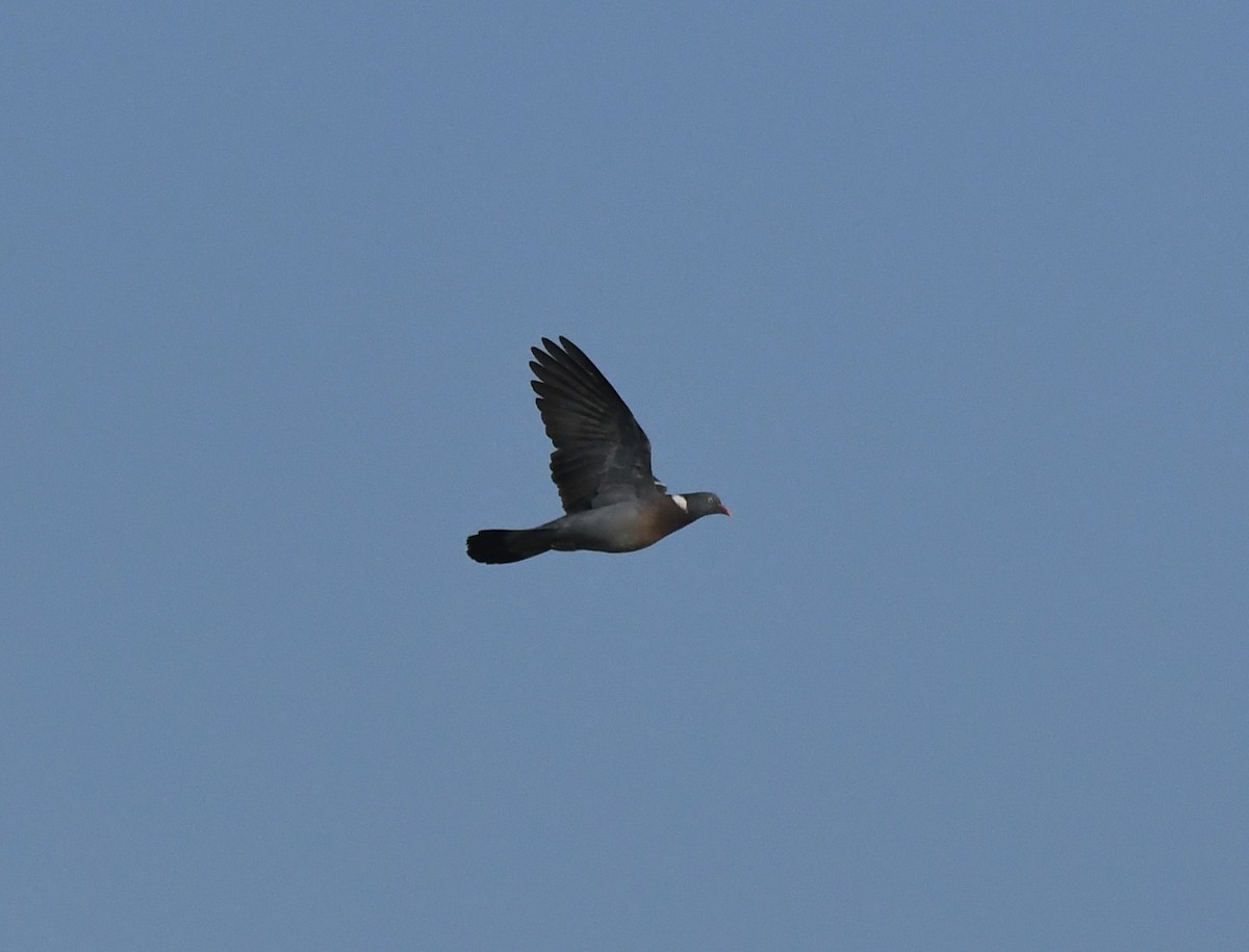 Common Wood-Pigeon - ML638988658