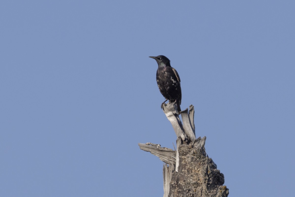 歐洲椋鳥 - ML638988663