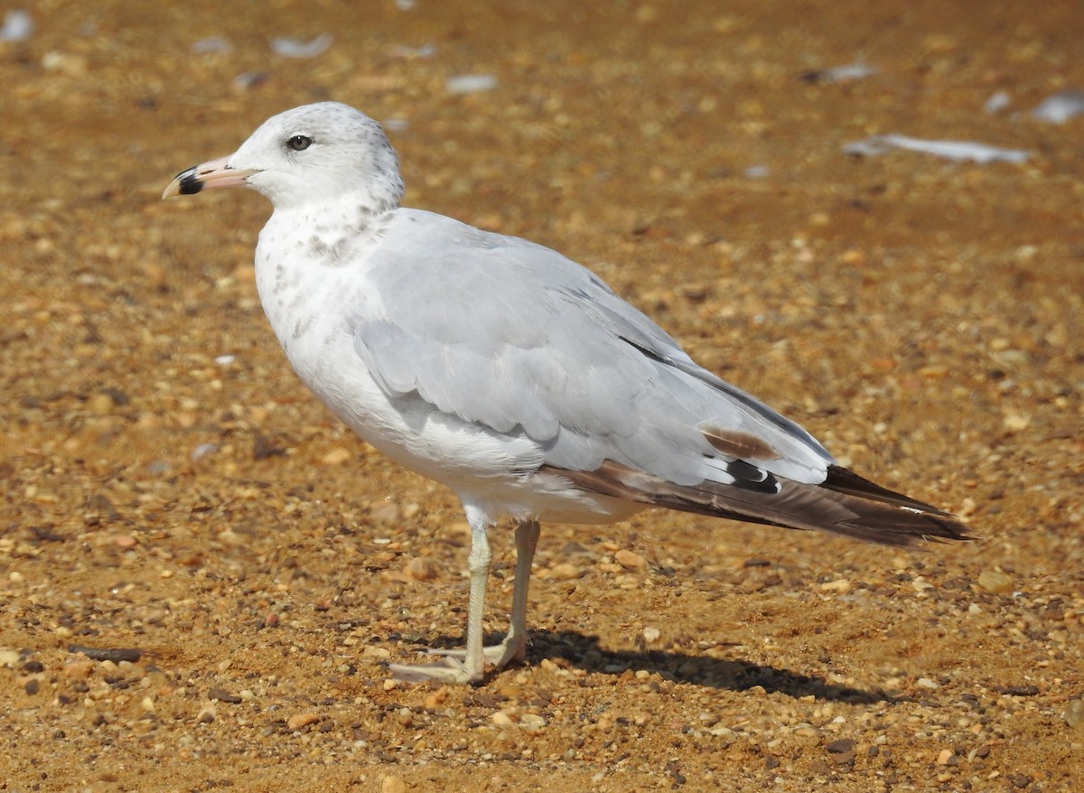 Ring-billed Gull - ML638988665