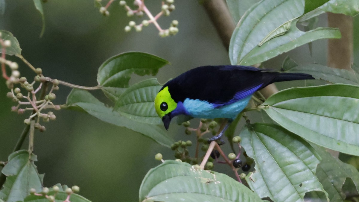 Paradise Tanager - ML638988667