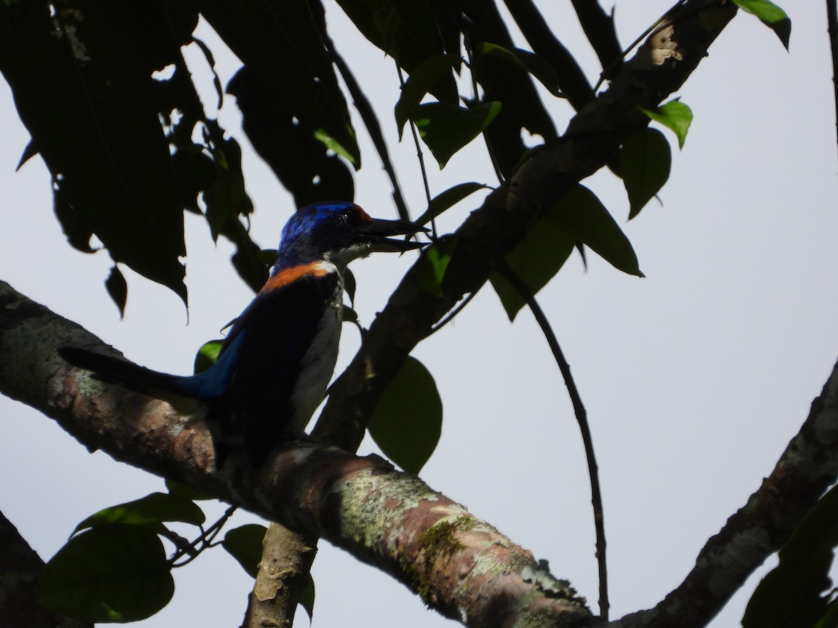 Rufous-lored Kingfisher - ML638988671