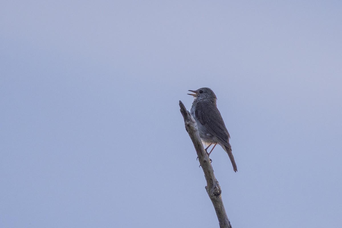 Hermit Thrush - ML638988672