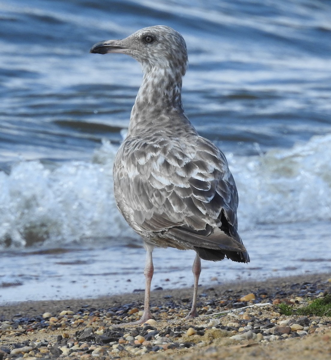 American Herring Gull - ML638988674
