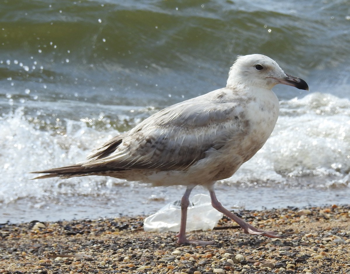 American Herring Gull - ML638988675