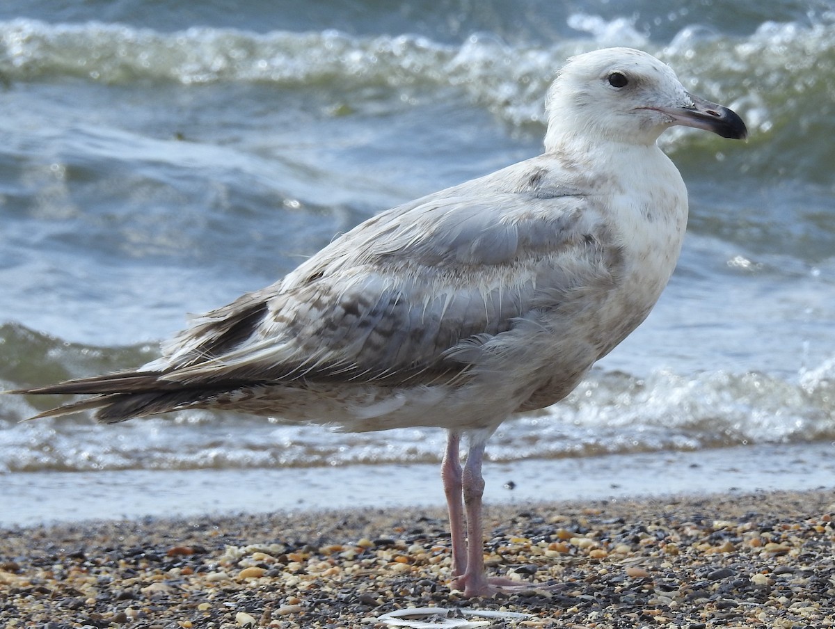 American Herring Gull - ML638988676