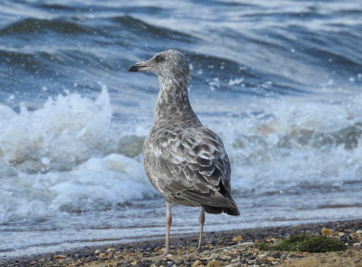 American Herring Gull - ML638988677
