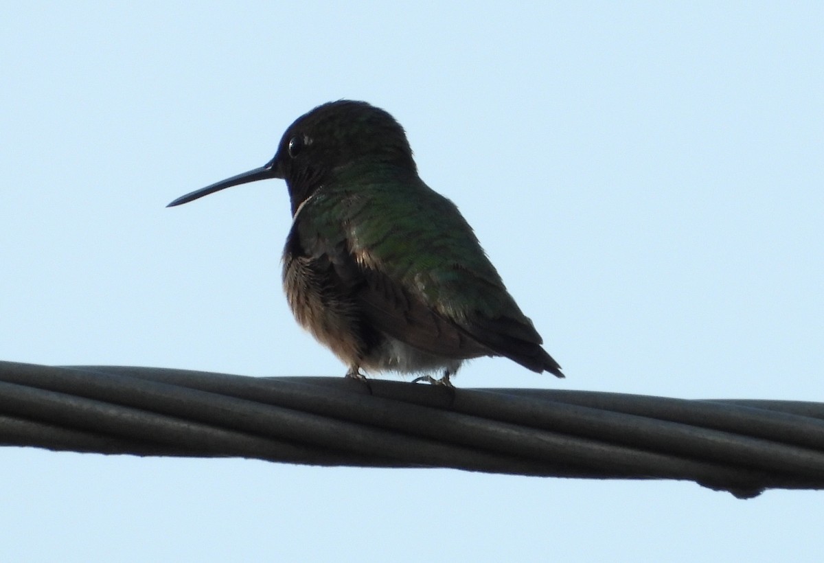 Ruby-throated Hummingbird - ML638988678