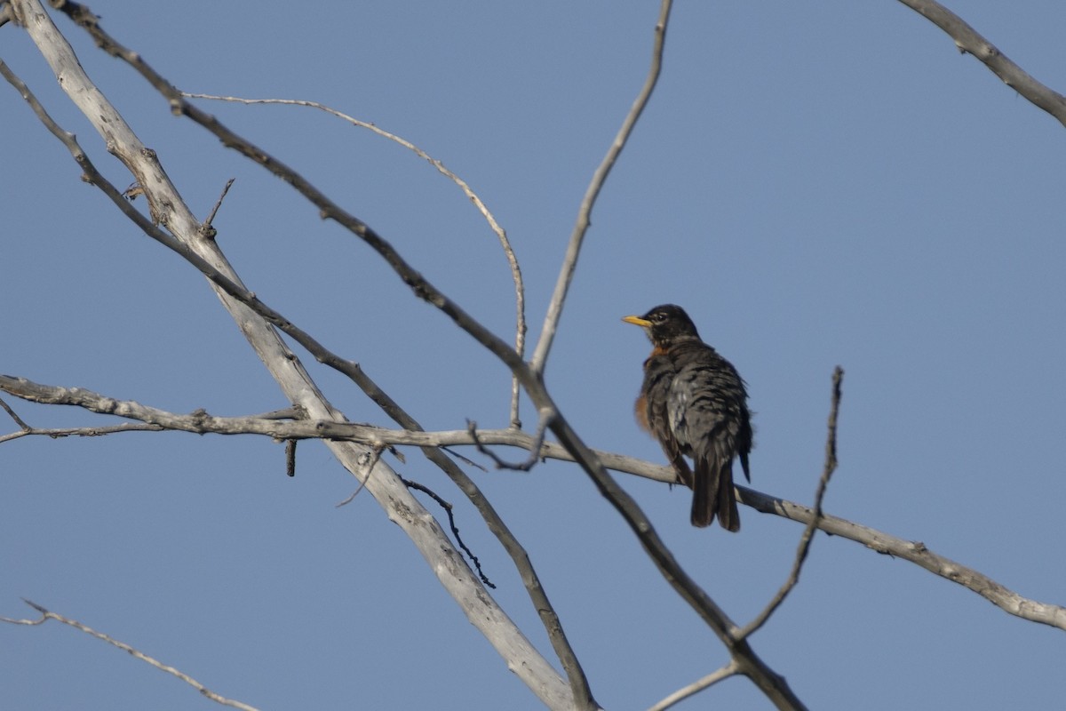 American Robin - ML638988681