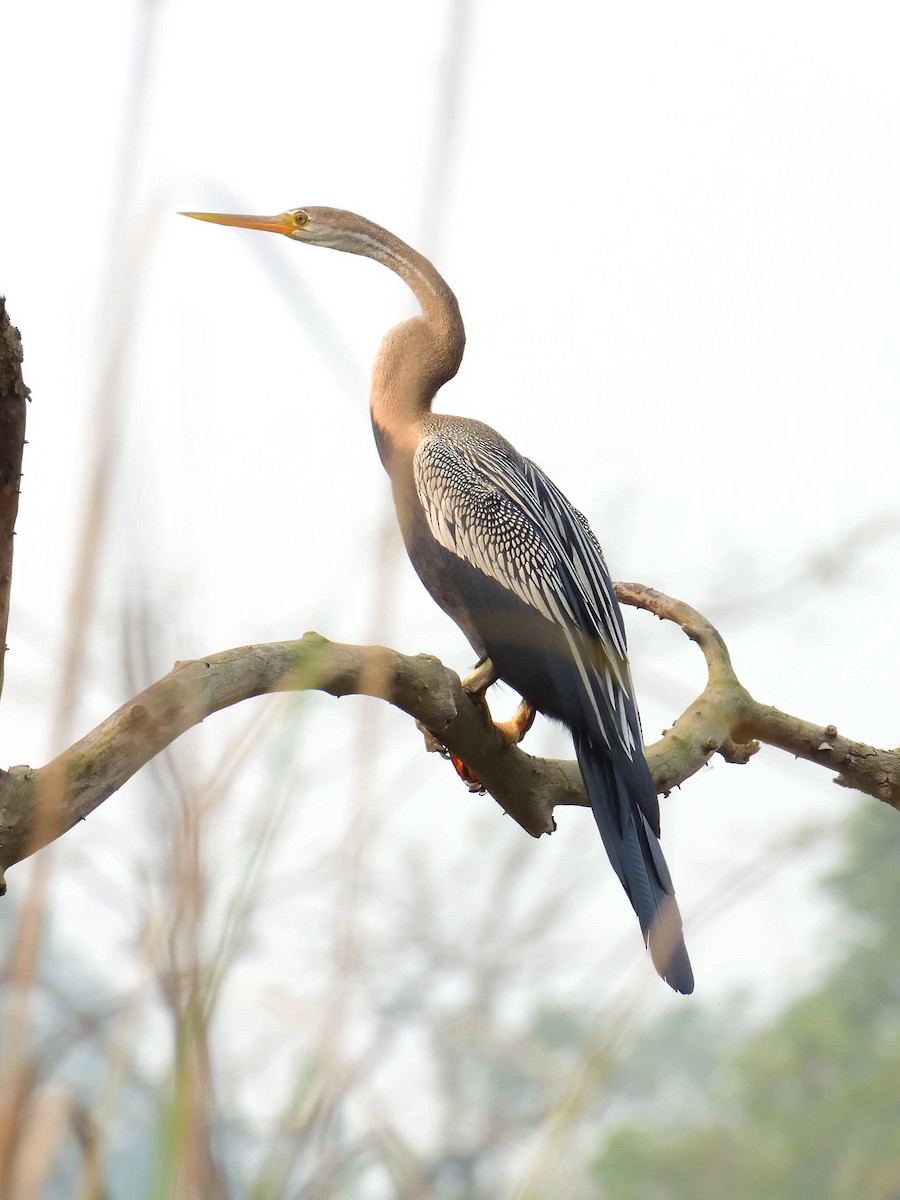 Oriental Darter - ML638988690