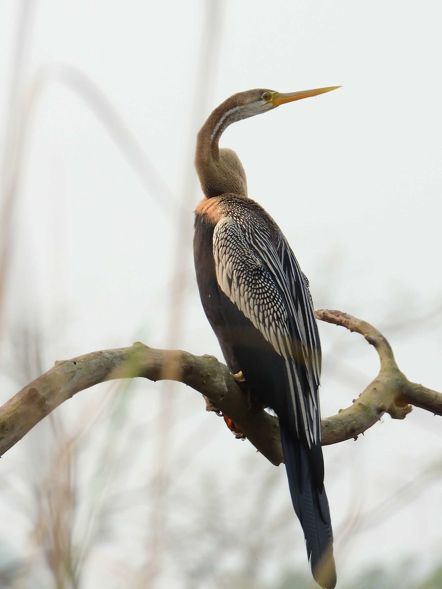 Oriental Darter - ML638988691