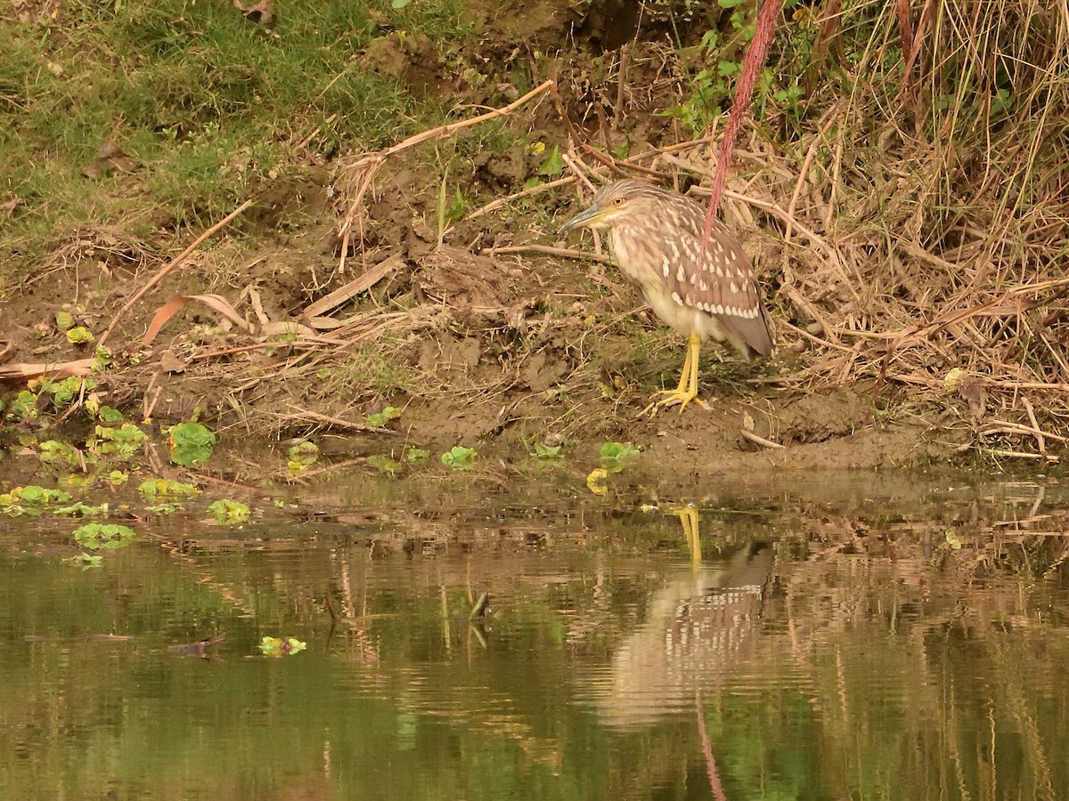 Black-crowned Night Heron - ML638988695