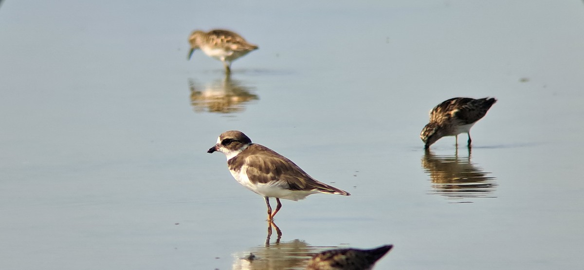 Semipalmated Plover - ML638988707
