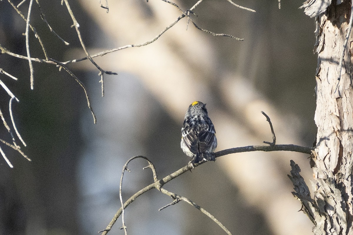 Yellow-rumped Warbler - ML638988728