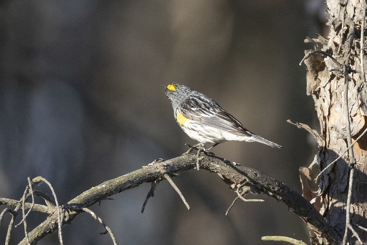 Yellow-rumped Warbler - ML638988730
