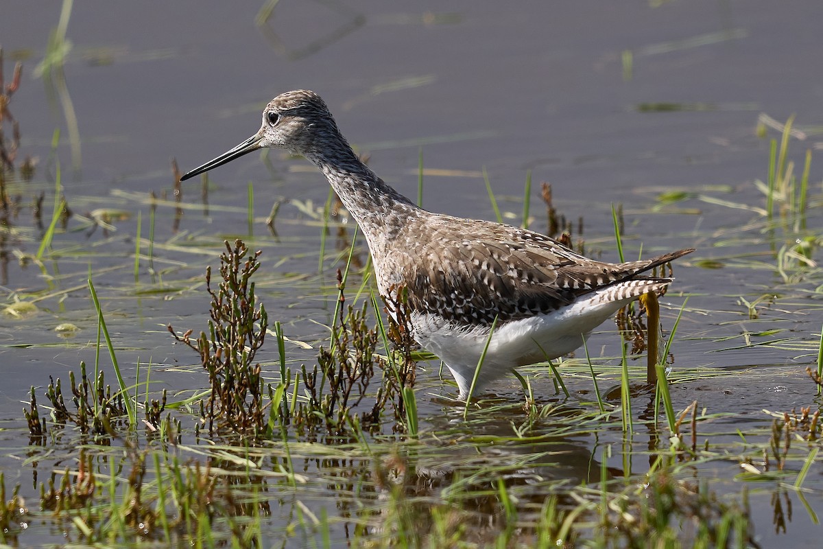 Greater Yellowlegs - ML638988733