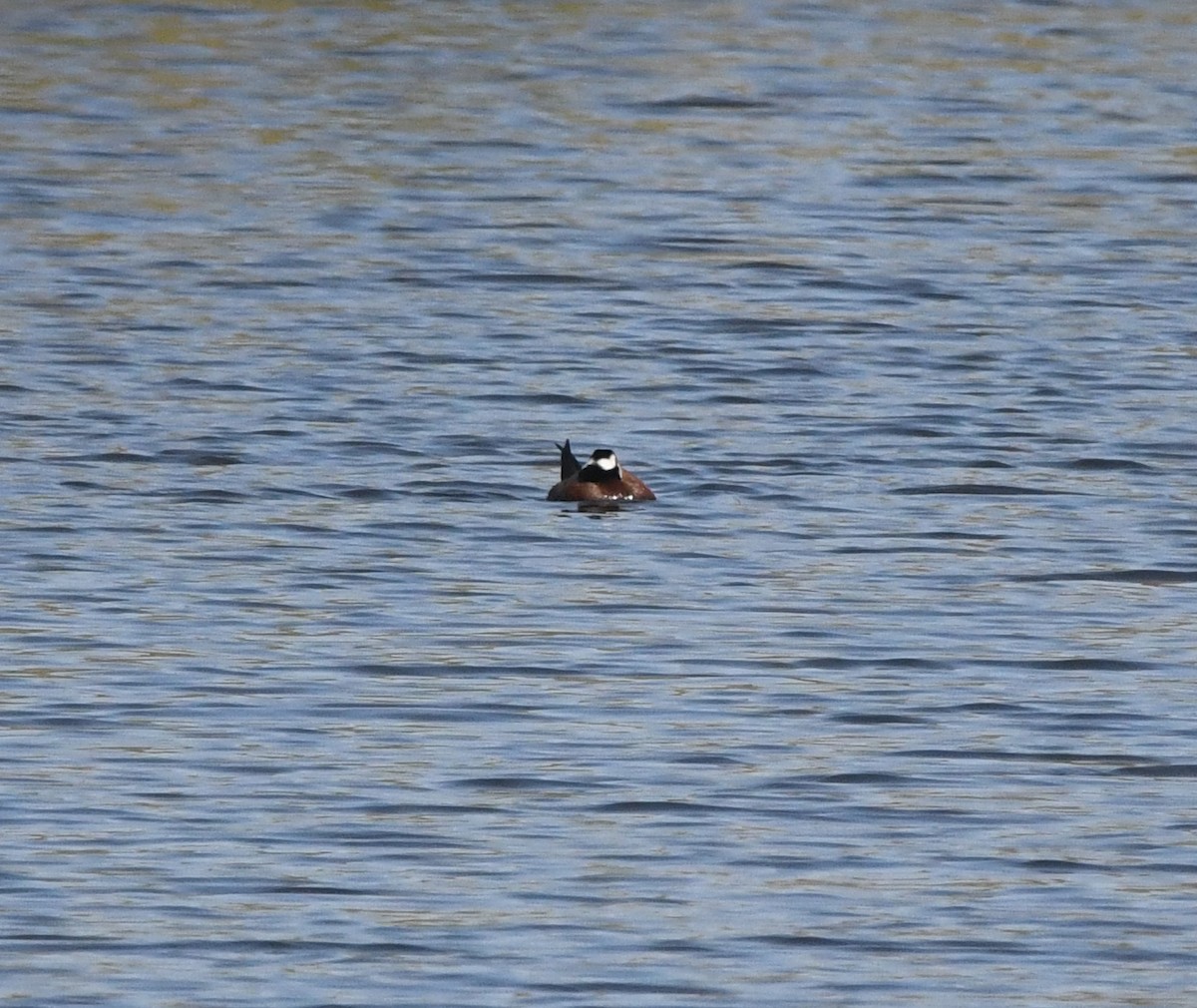 White-headed Duck - ML638988744