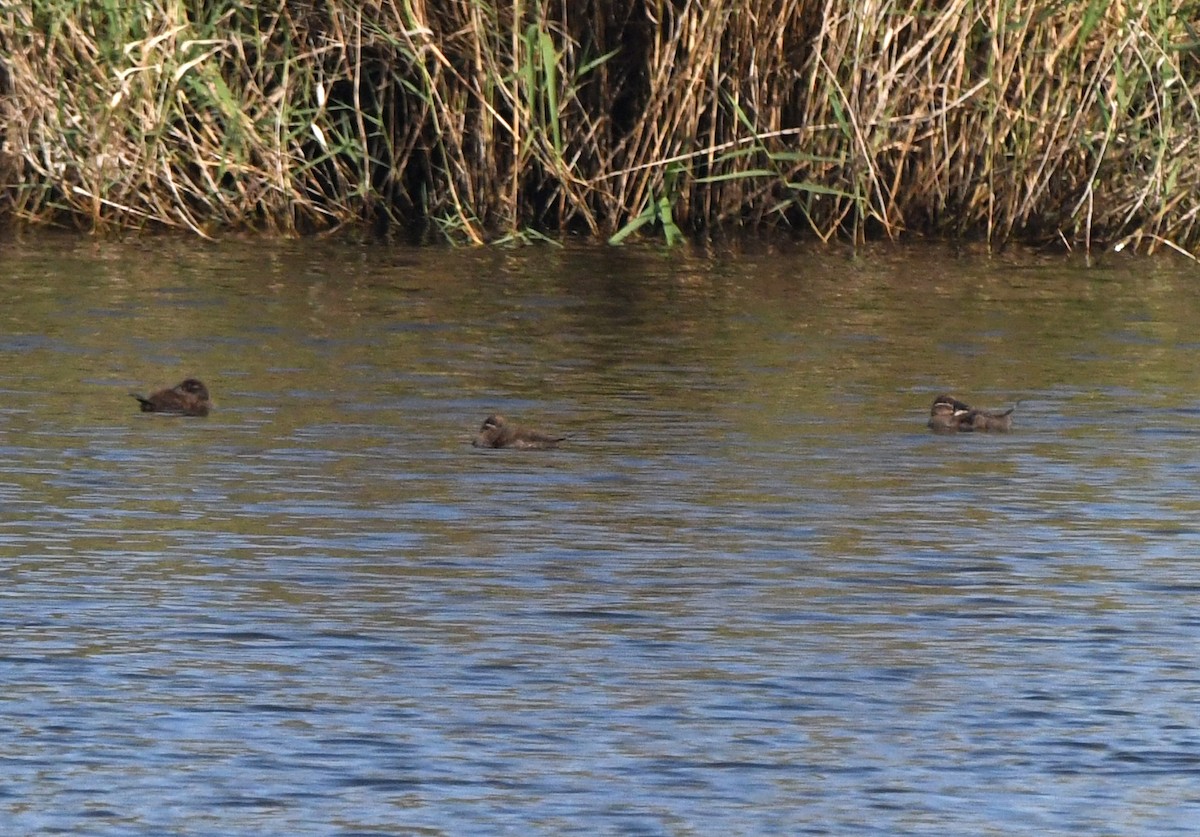 White-headed Duck - ML638988745