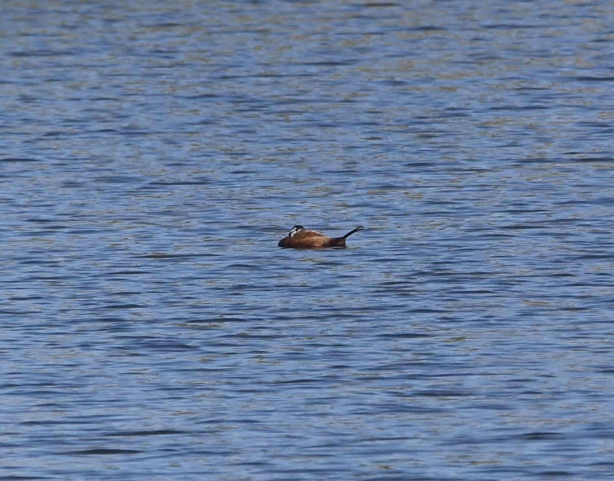 White-headed Duck - ML638988746