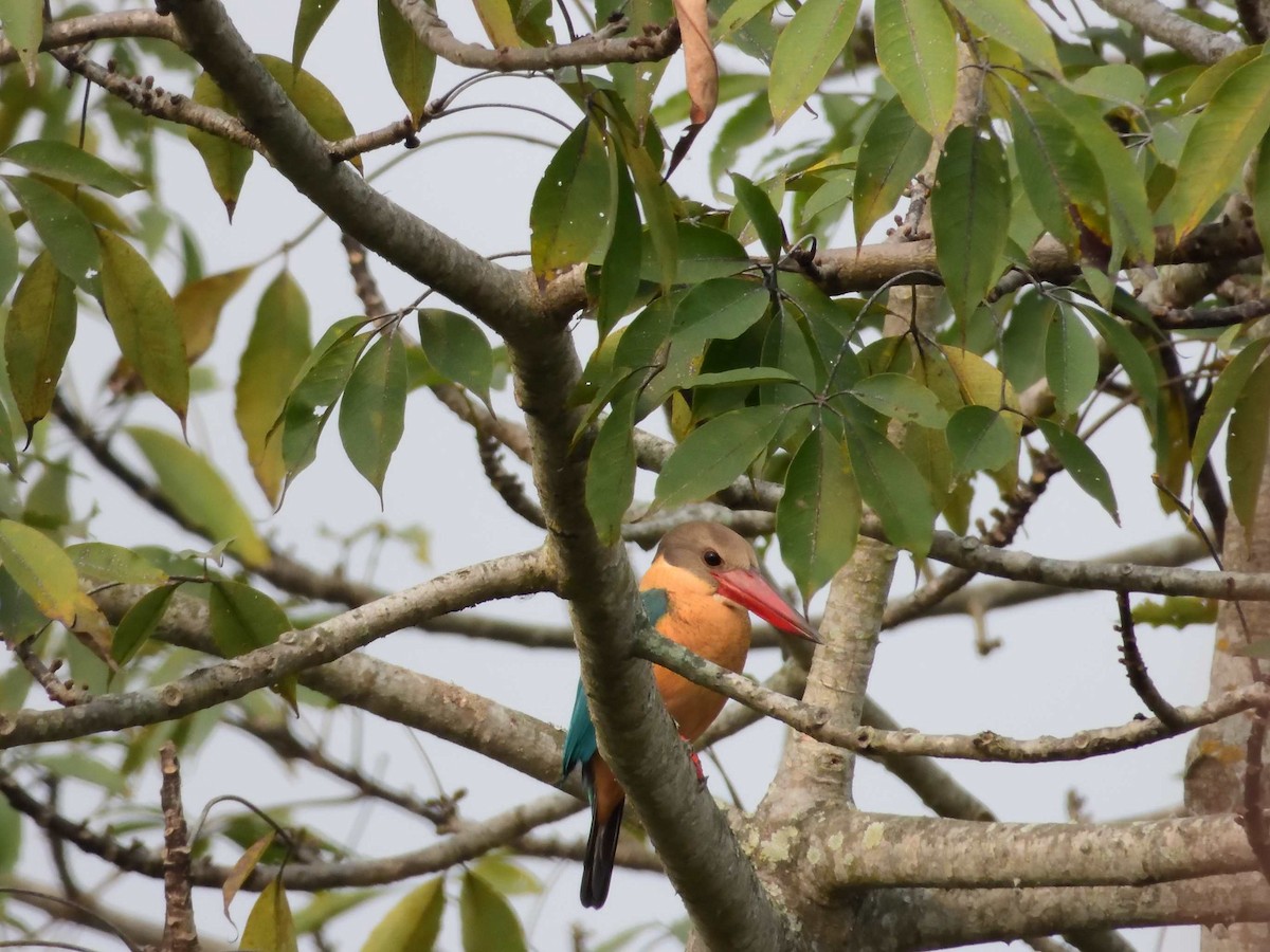 Stork-billed Kingfisher - ML638988749