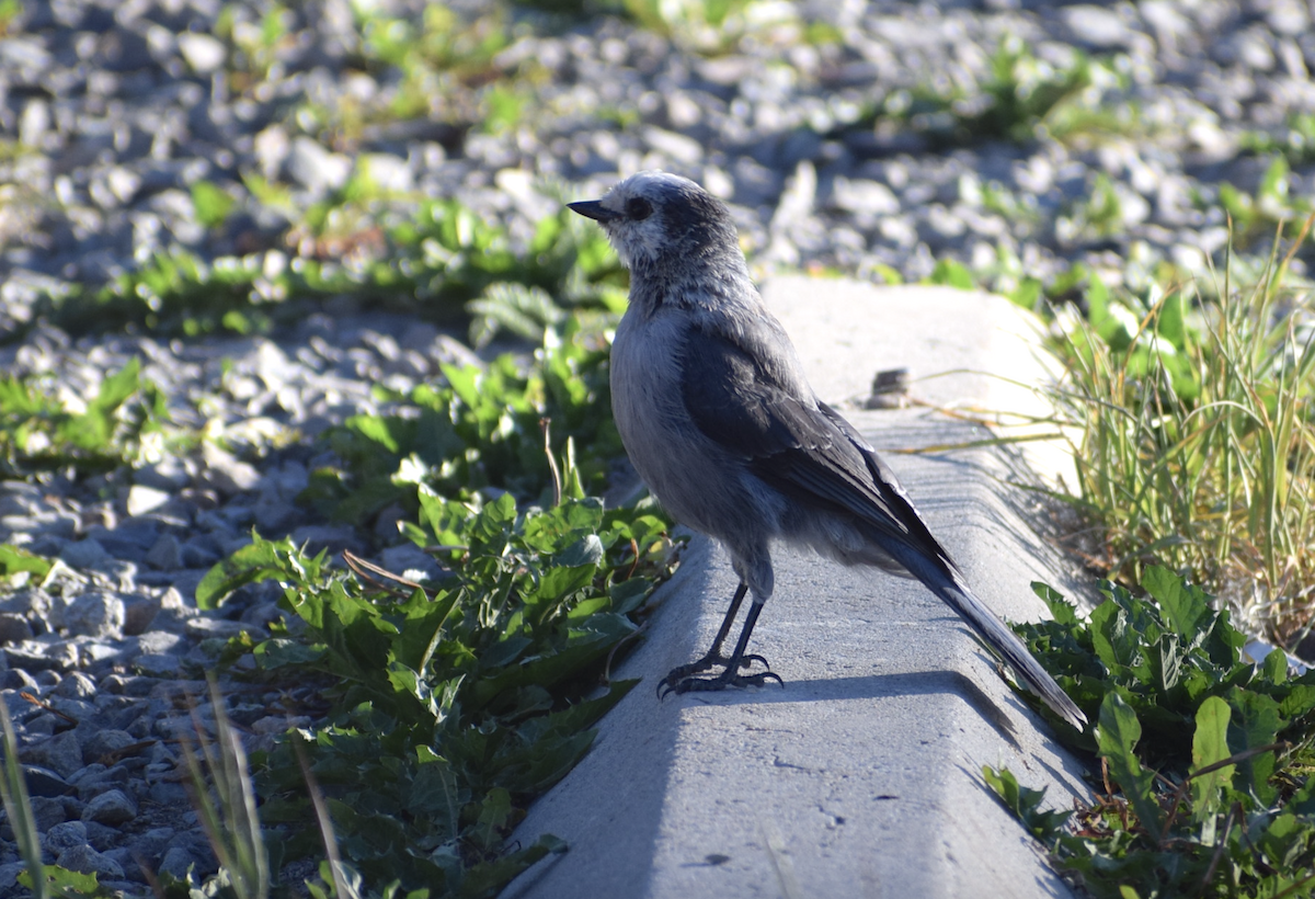 Canada Jay - ML638988752