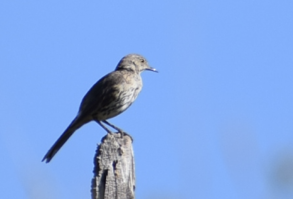Sage Thrasher - ML638988758