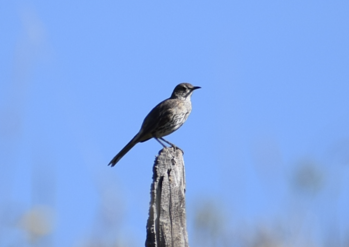 Sage Thrasher - ML638988759