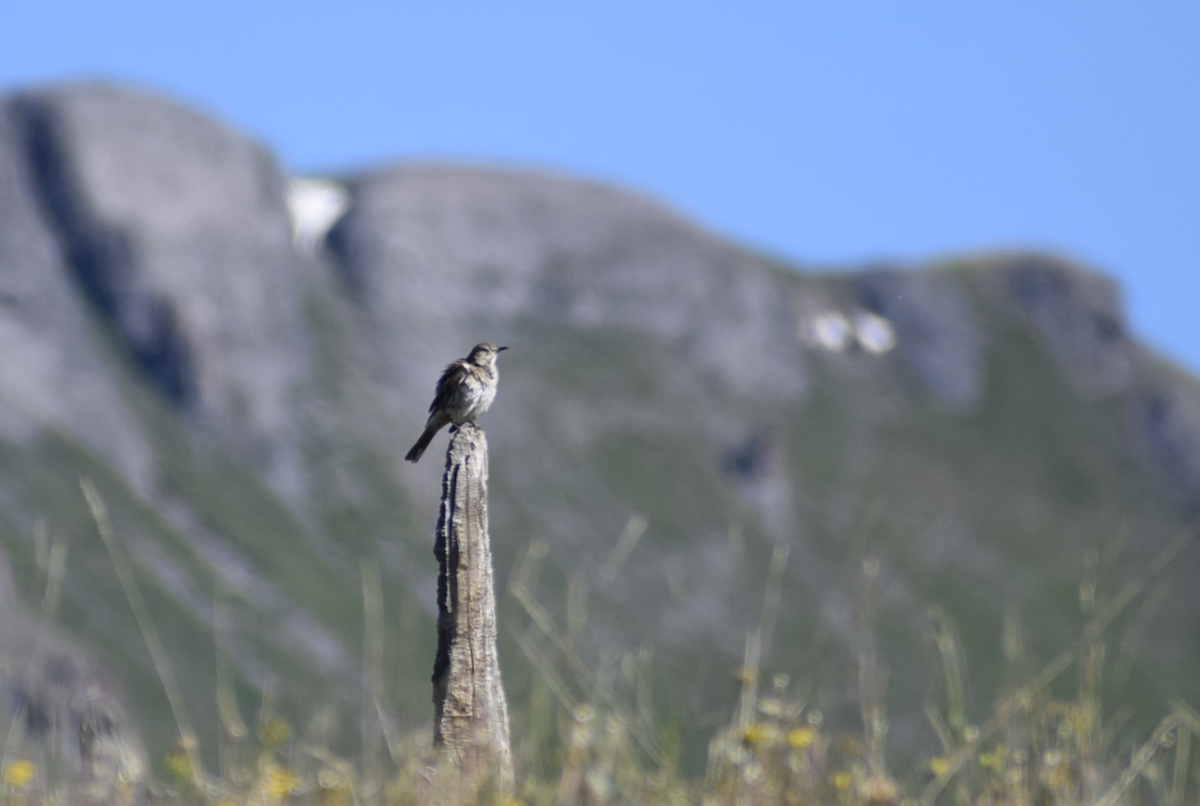Sage Thrasher - ML638988760