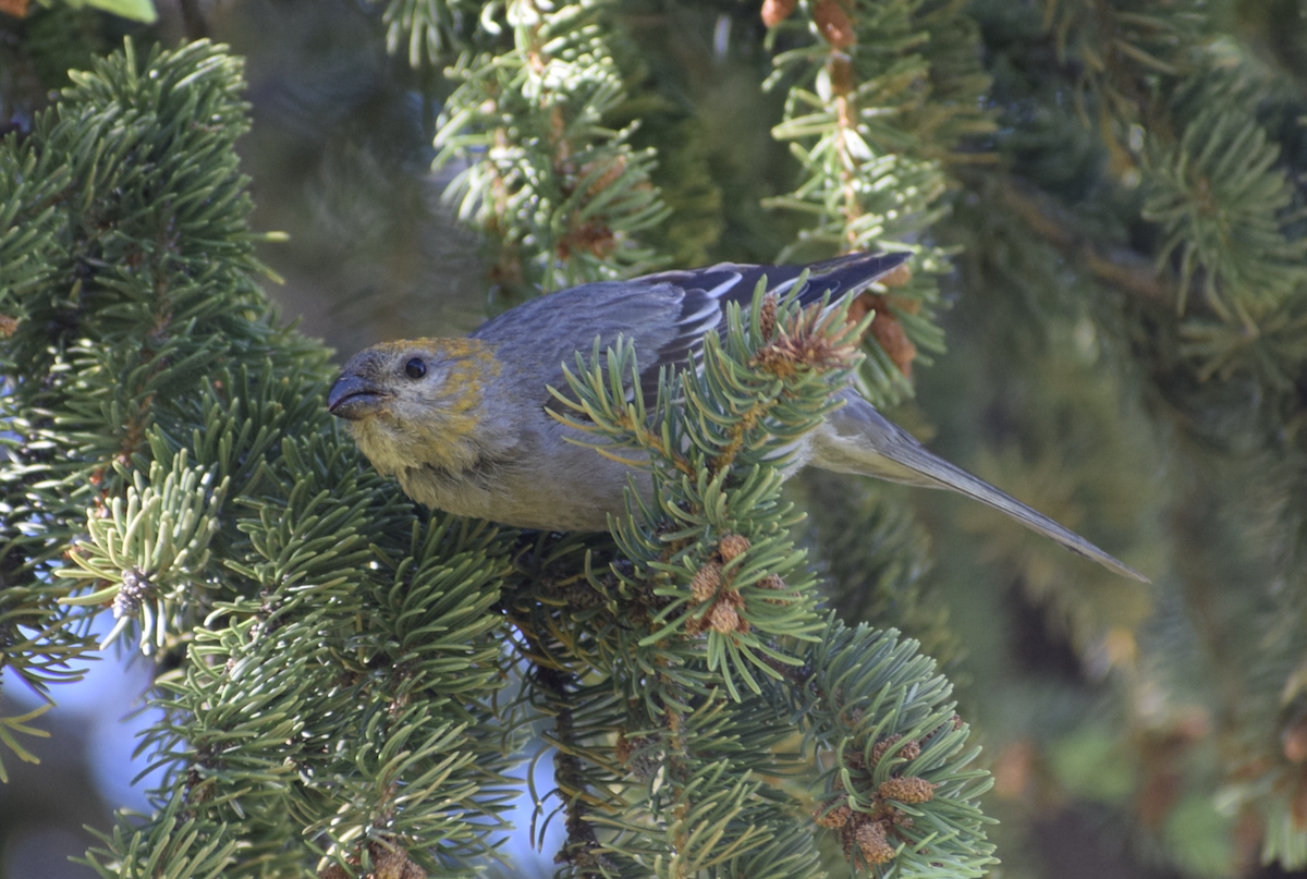 Pine Grosbeak - ML638988776