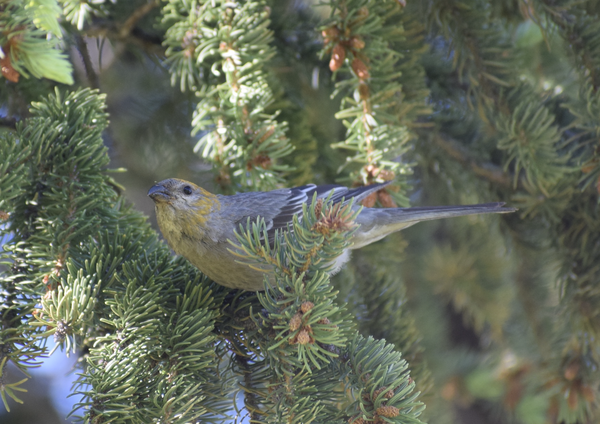Pine Grosbeak - ML638988778