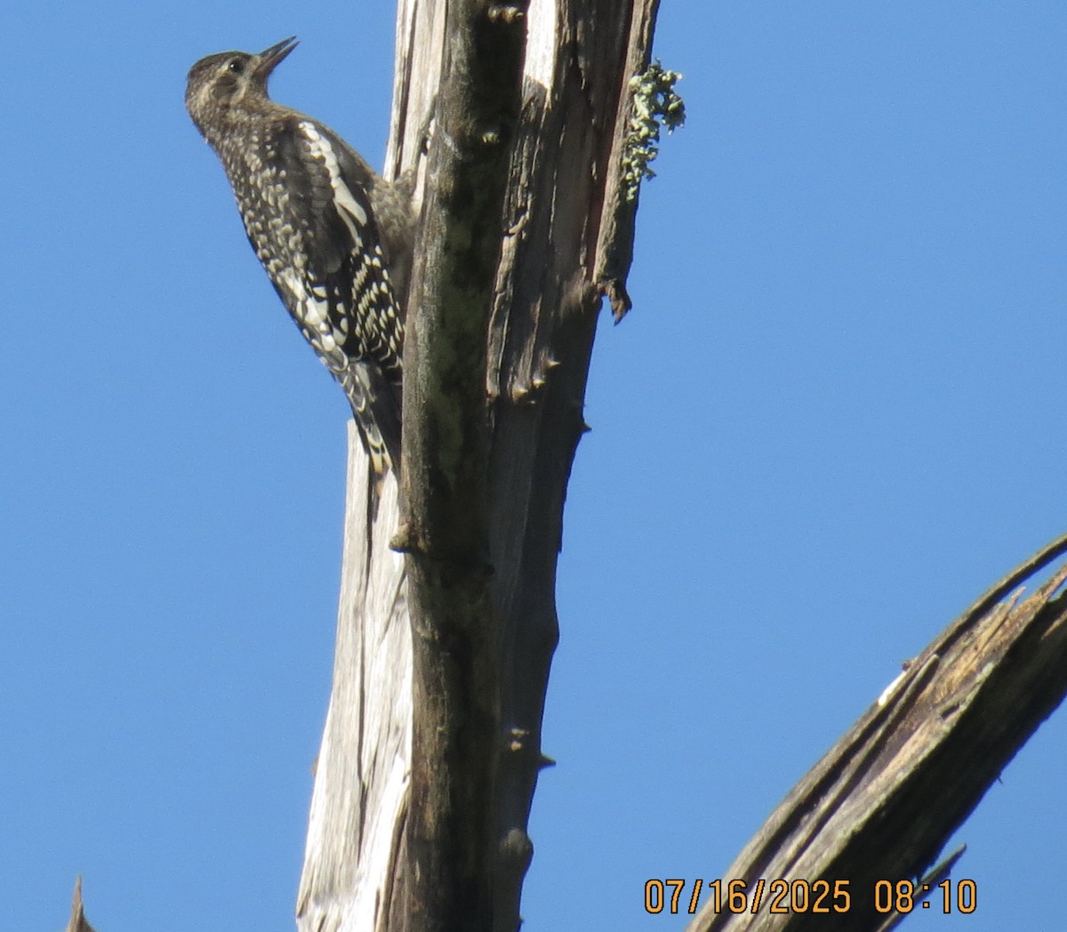 Yellow-bellied Sapsucker - ML638988784
