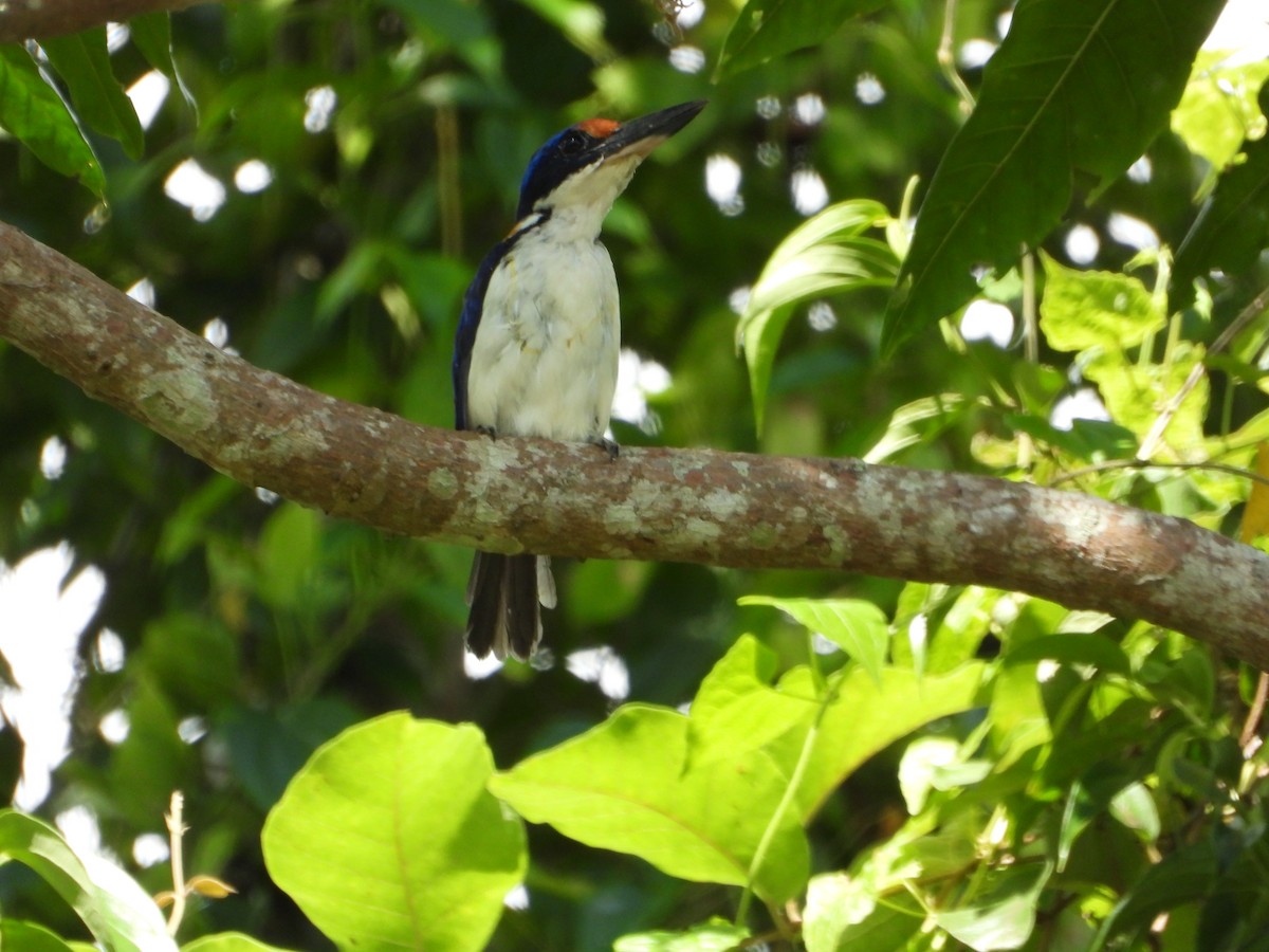 Rufous-lored Kingfisher - ML638988798