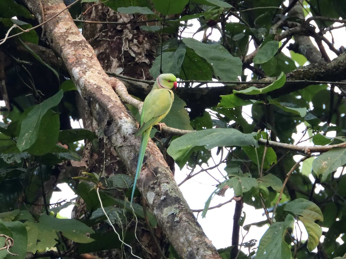 Rose-ringed Parakeet - ML638988819