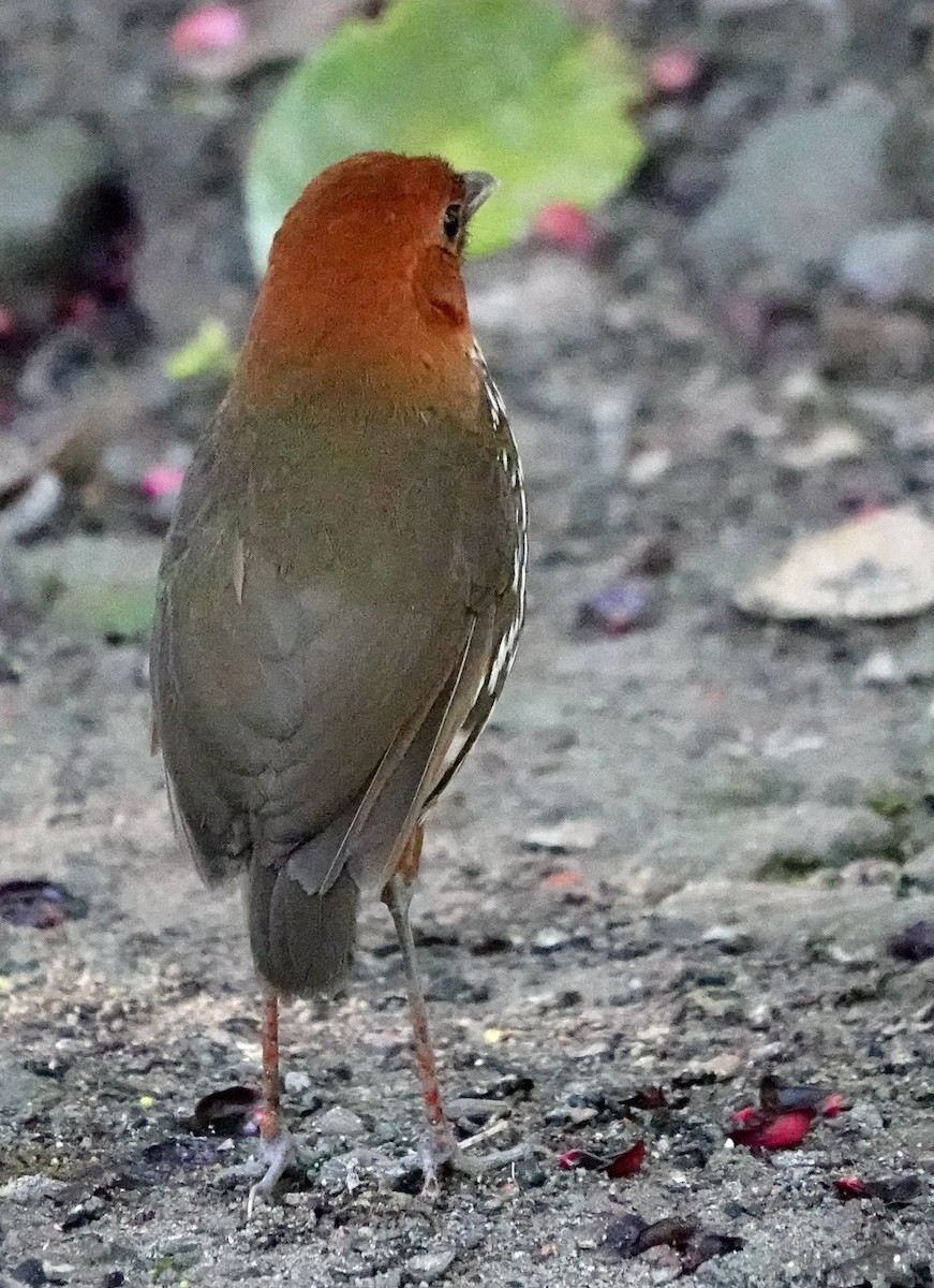 Chestnut-crowned Antpitta - ML638988838