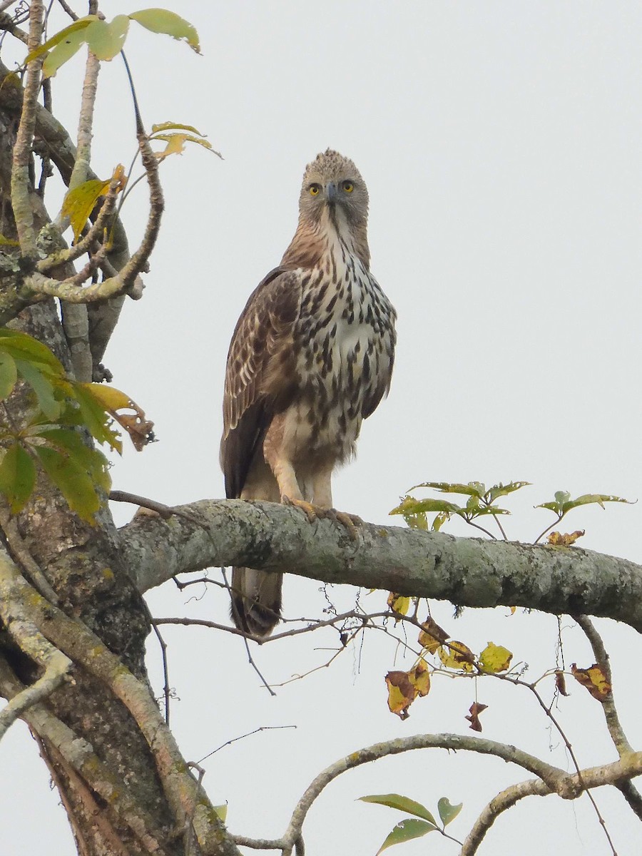 Changeable Hawk-Eagle (Changeable) - ML638988839