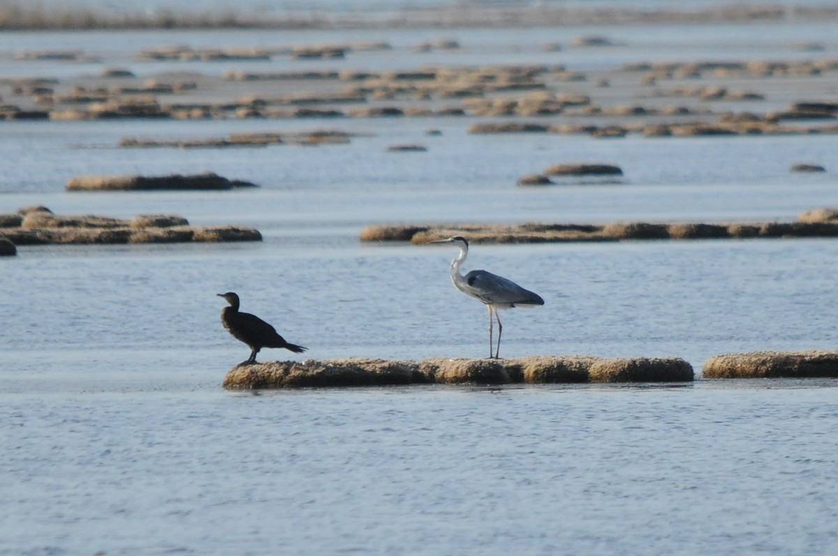 Gray Heron - ML638988840