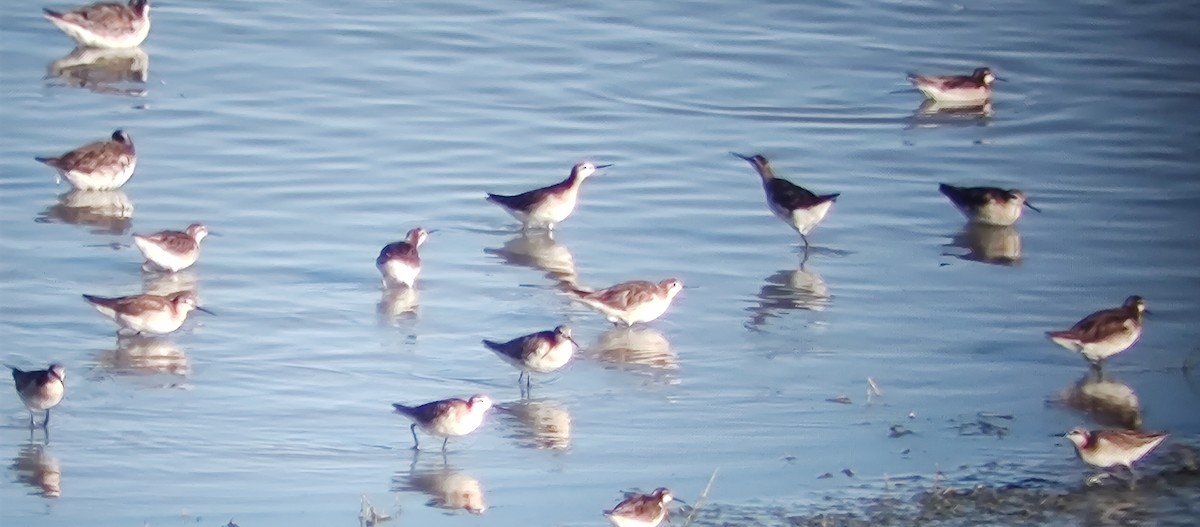 Wilson's Phalarope - ML638988844