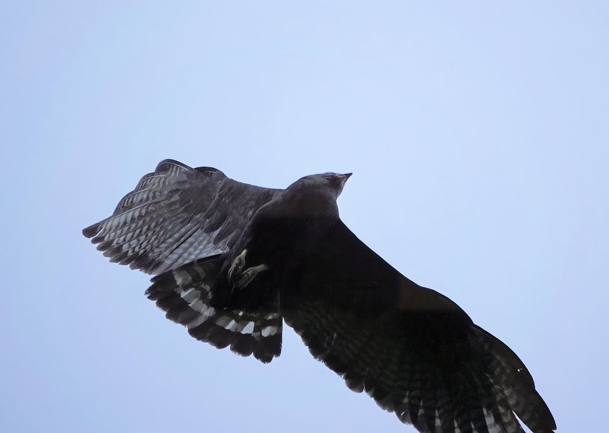 Zone-tailed Hawk - ML638988845