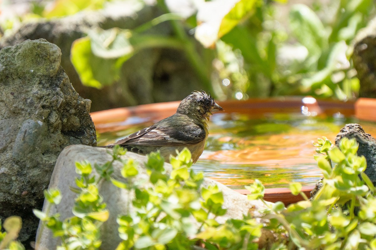 Lesser Goldfinch - ML638988846