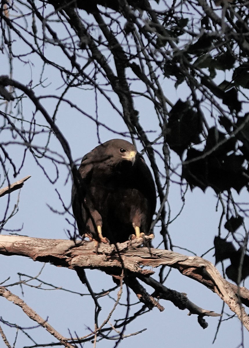 Zone-tailed Hawk - ML638988847
