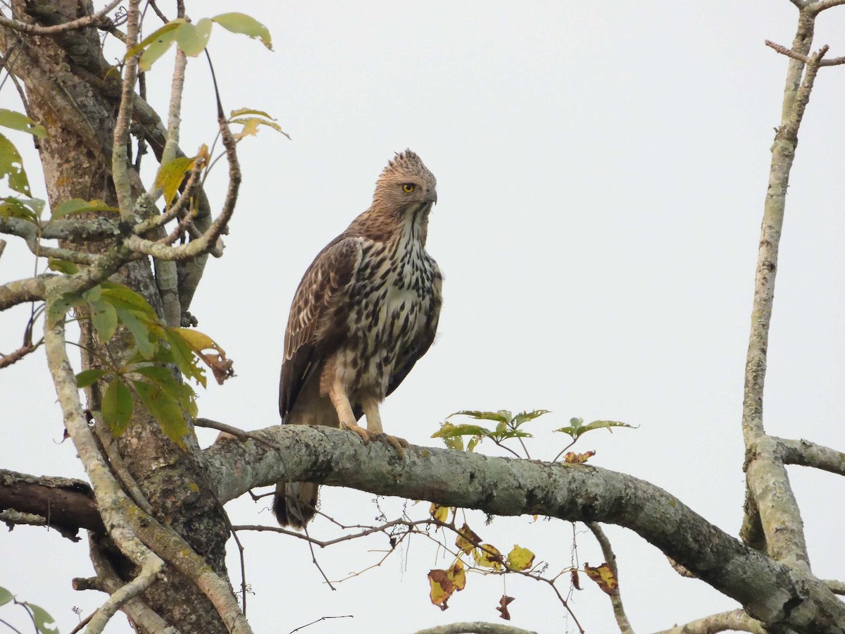 Changeable Hawk-Eagle (Changeable) - ML638988848