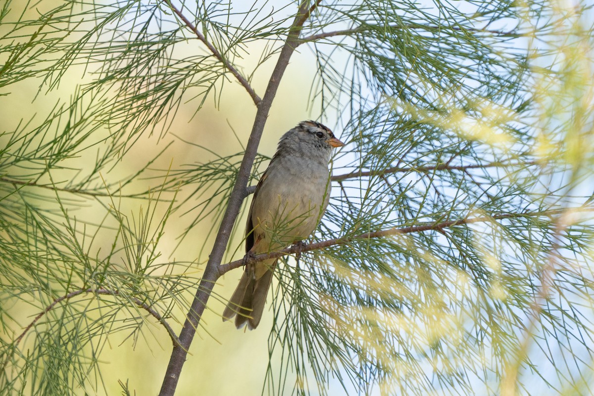 White-crowned Sparrow - ML638988849