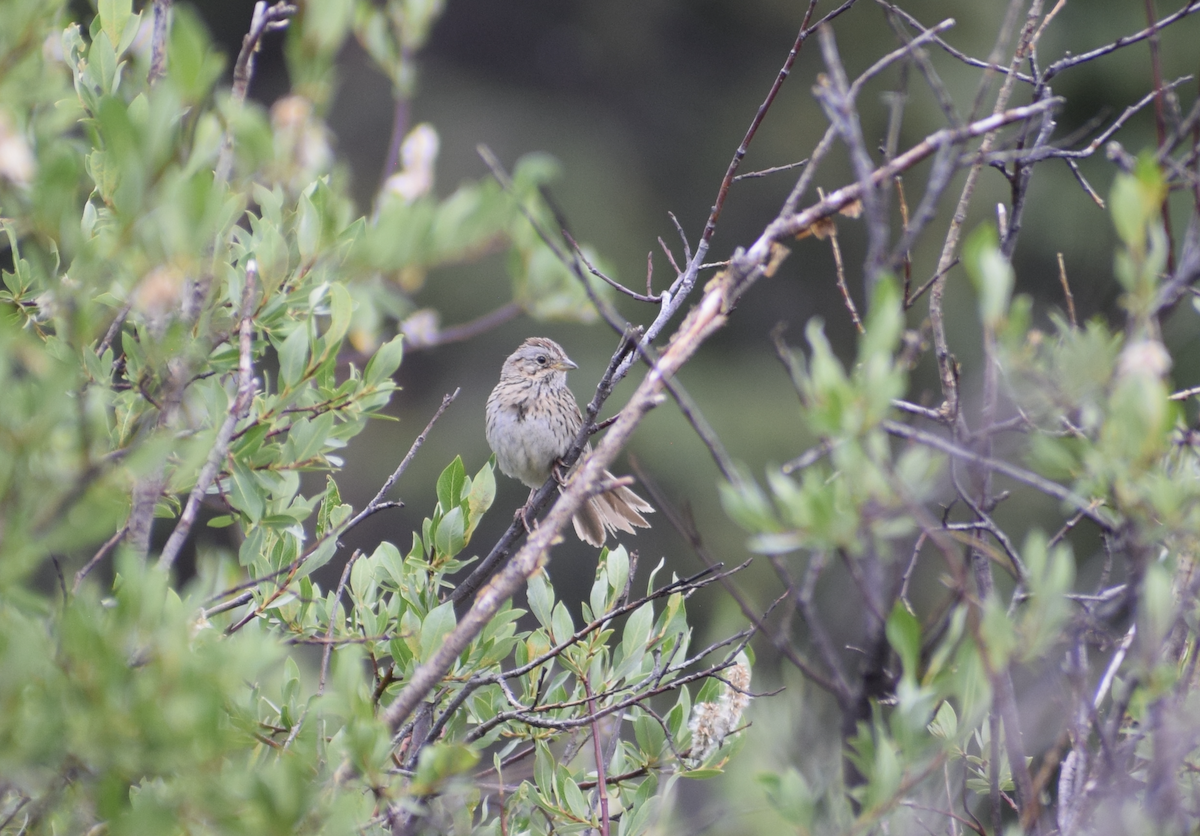Lincoln's Sparrow - ML638988850