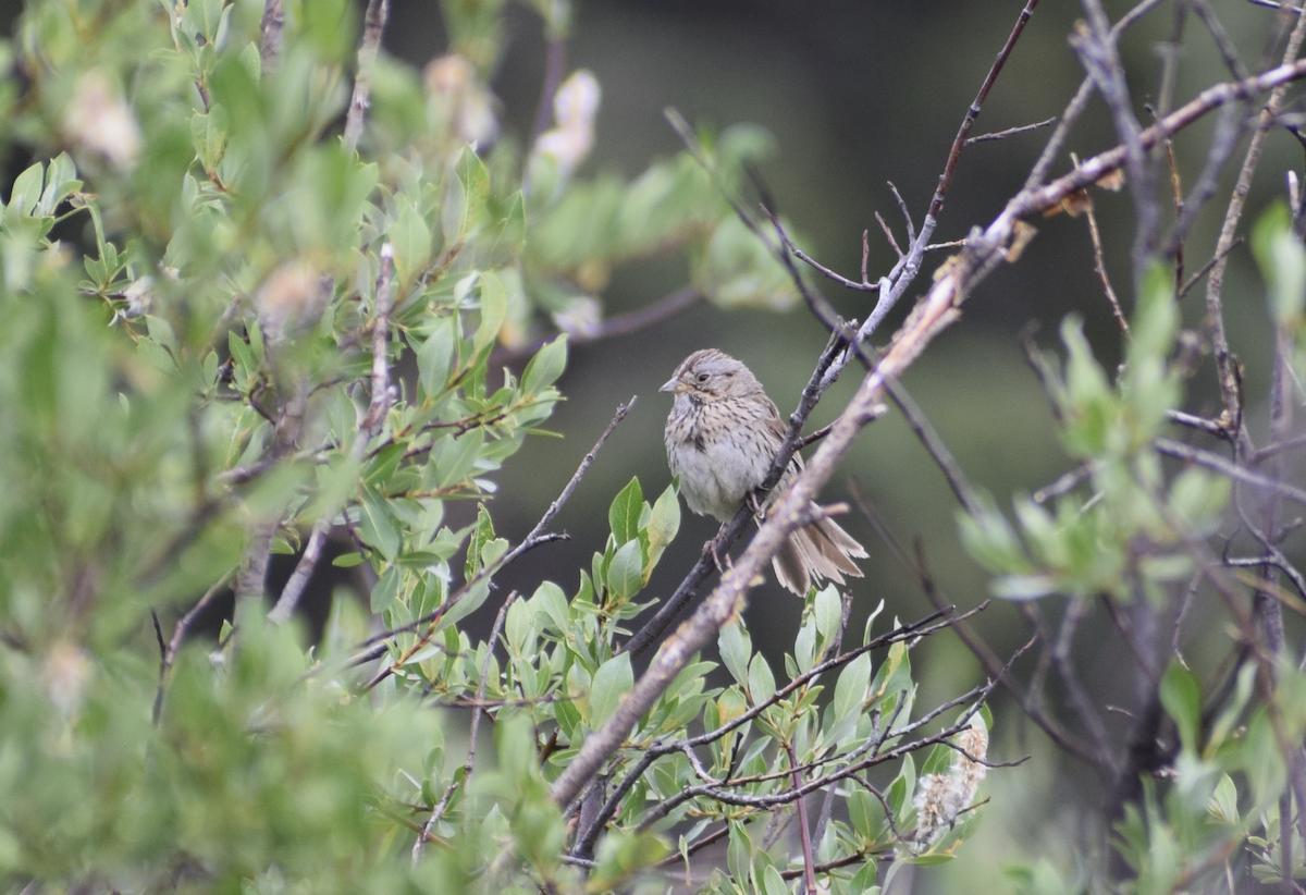 Lincoln's Sparrow - ML638988851