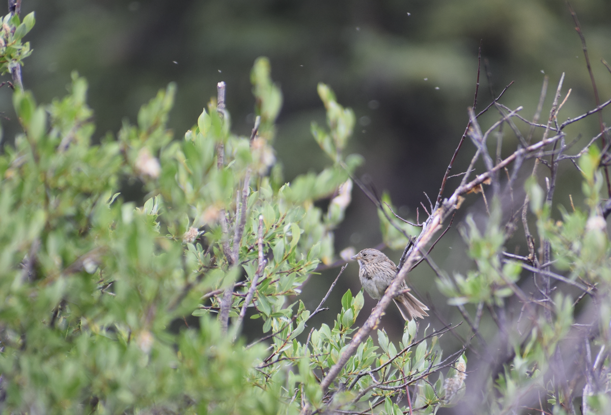 Lincoln's Sparrow - ML638988852