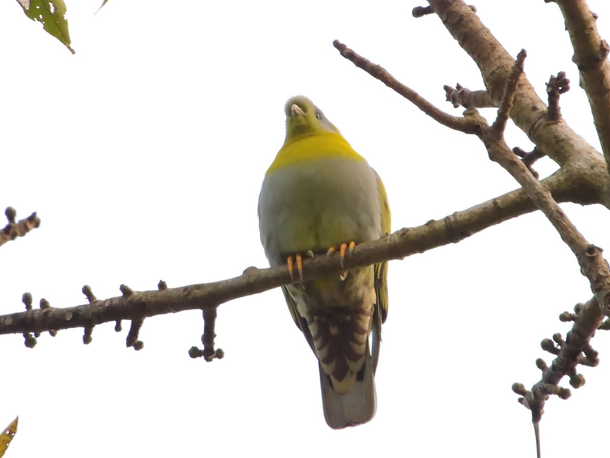 Yellow-footed Green-Pigeon - ML638988854