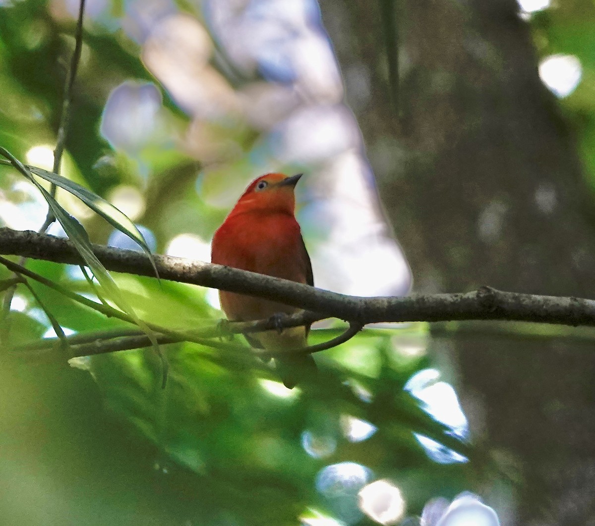 Band-tailed Manakin - ML638988855