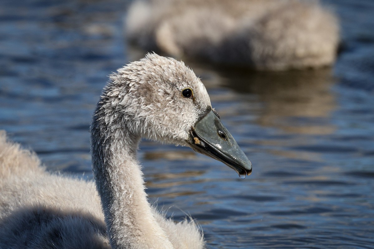Mute Swan - ML638988858