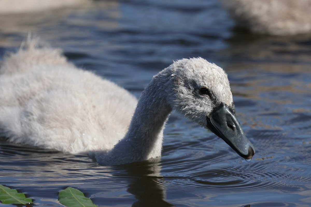 Mute Swan - ML638988861