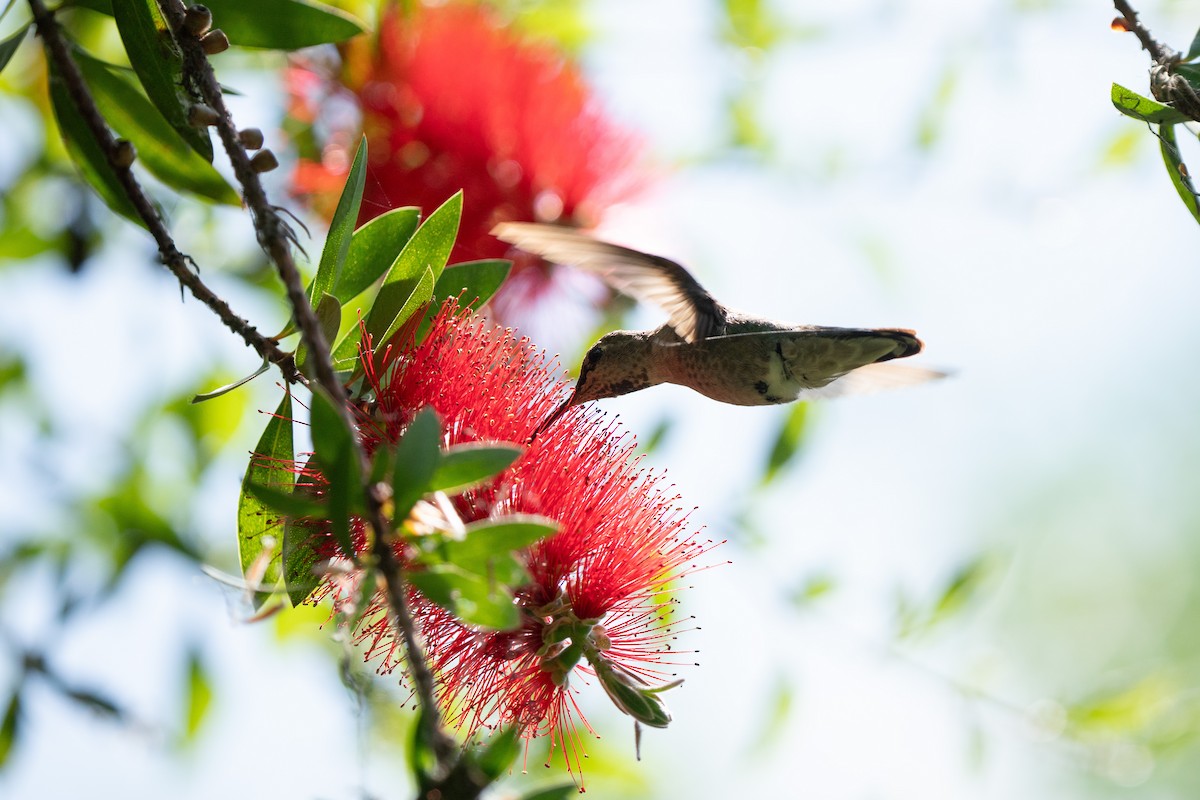 Allen's Hummingbird - ML638988864
