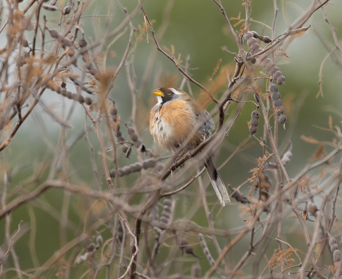 Many-colored Chaco Finch - ML638988870